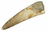 Fossil Spinosaurus Tooth - Real Dinosaur Tooth #264809-1